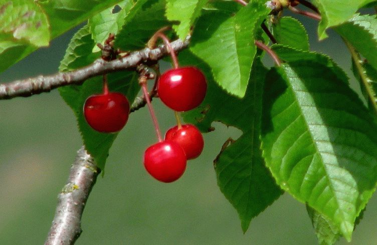 Как получить хороший урожай вишни в Подмосковье и Ленинградской области — посадка и уход