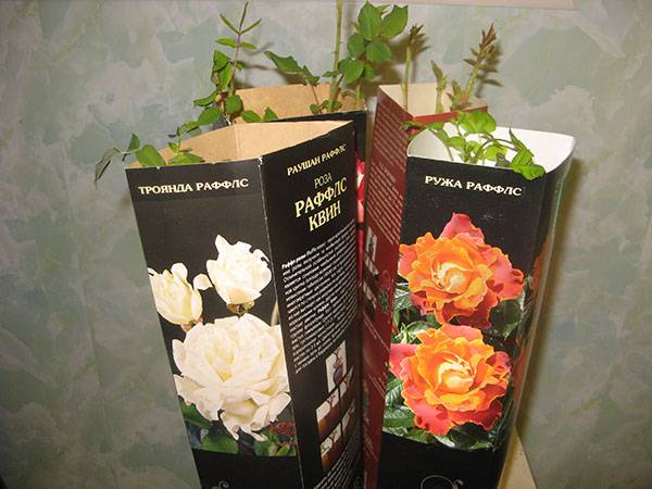 Как правильно выбрать и посадить розу из коробки