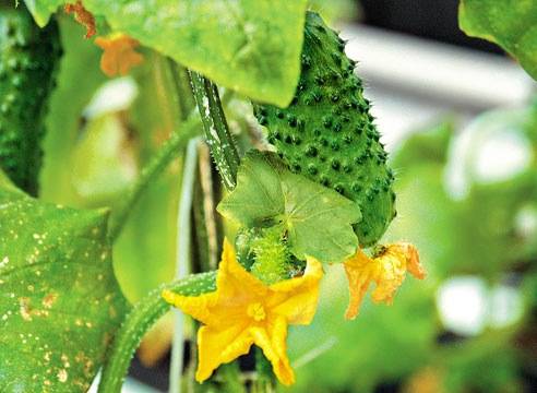 Как правильно выращивать огурцы в теплице