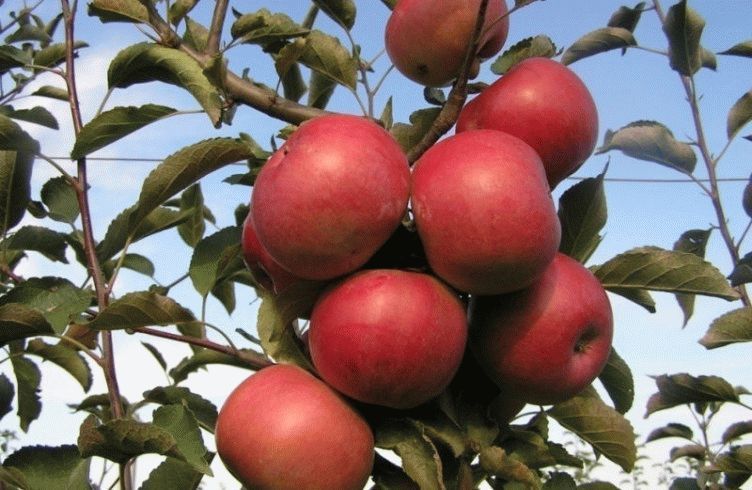 Как привить яблоню весной пошагово – посадка и уход