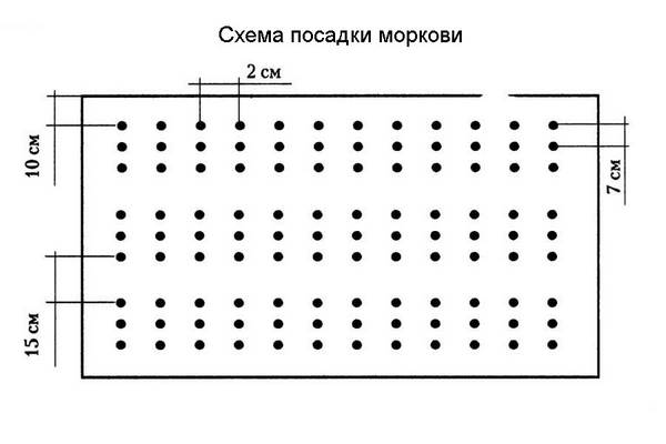 Как садить морковь весной?