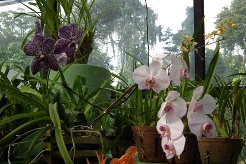 Как ухаживать за орхидеями?
