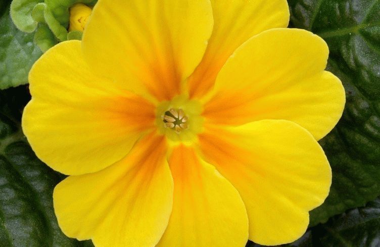 Как выращивать энотеру из семян дома и на даче — посадка и уход