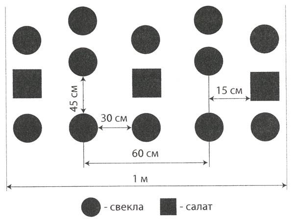 Как выращивать листовой салат