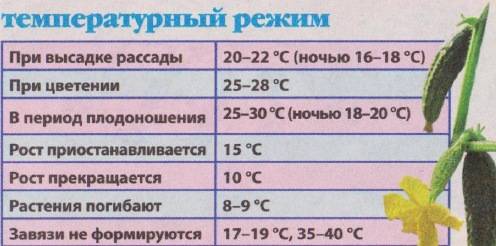 Как выращивать огурцы на дачном участке?