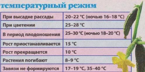 Как выращивать огурцы на дачном участке?