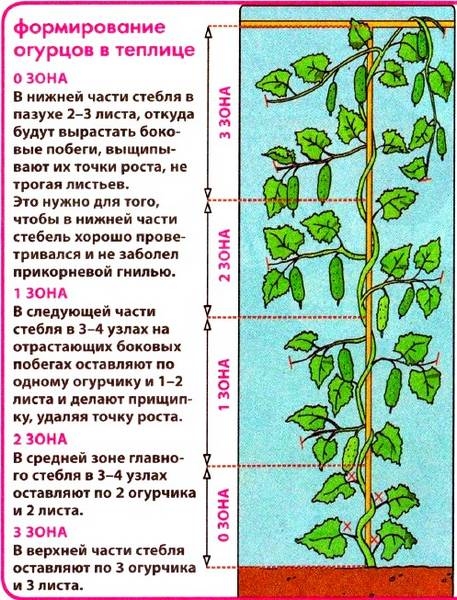 Как выращивать огурцы на дачном участке?