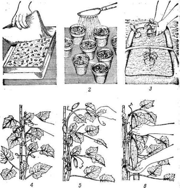 Как выращивать огурцы на дачном участке?