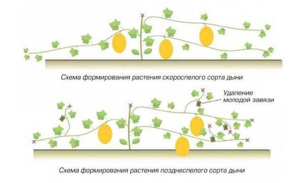 Как вырастить богатый урожай дынь в теплице?