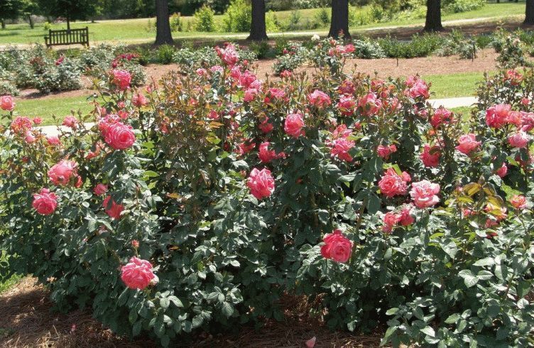 Как вырастить чайно-гибридную розу из черенка — посадка и уход