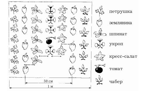 Как вырастить душистый укроп в теплице?