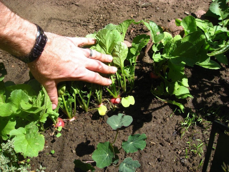 Как вырастить хороший урожай редиса в открытом грунте?