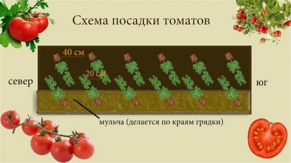 Как вырастить помидоры: посадка и уход в открытом грунте