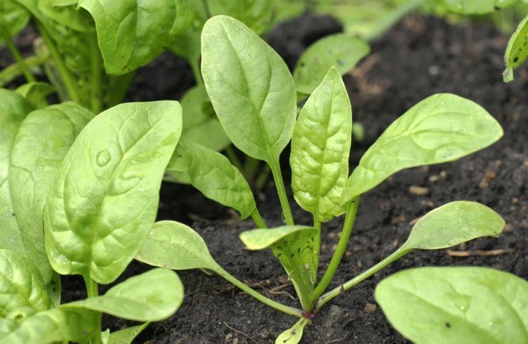 Как вырастить шпинат в огороде и на балконе — посадка и уход