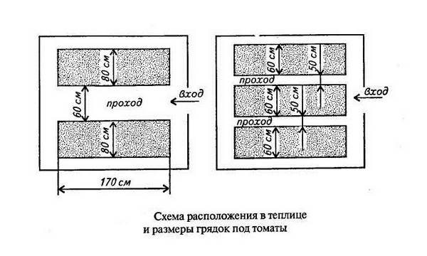 Как вырастить томаты в теплице?