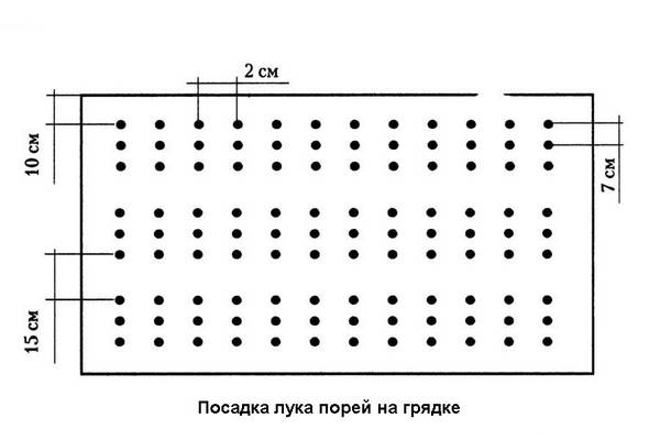 Как вырастить в теплице различные сорта лука?