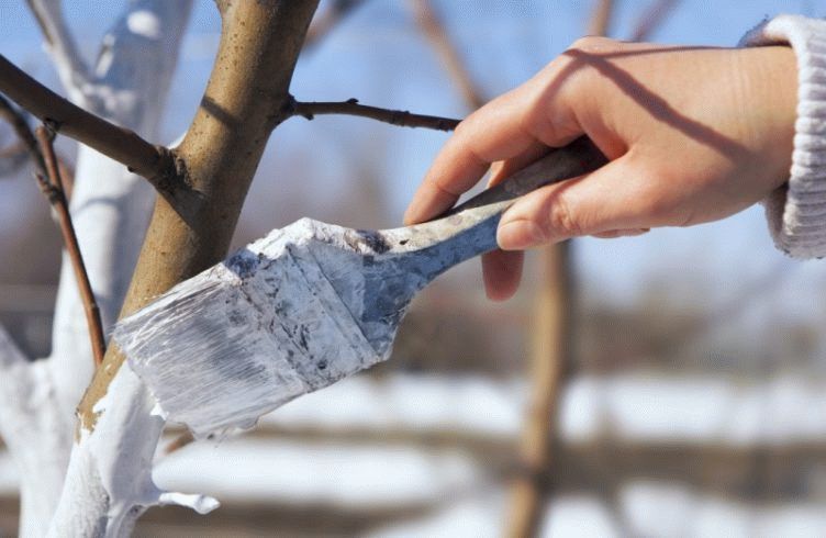 Как защитить яблоню от грызунов зимой — побелка деревьев
