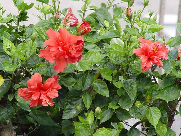 Китайская роза, или «гибискус» — цветок смерти?