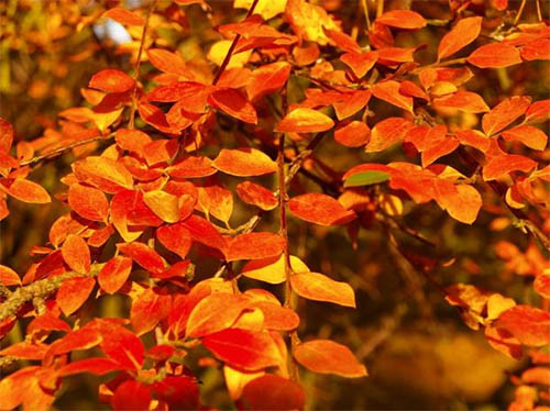 Красочные листья в осеннем саду: выбираем композиции растений