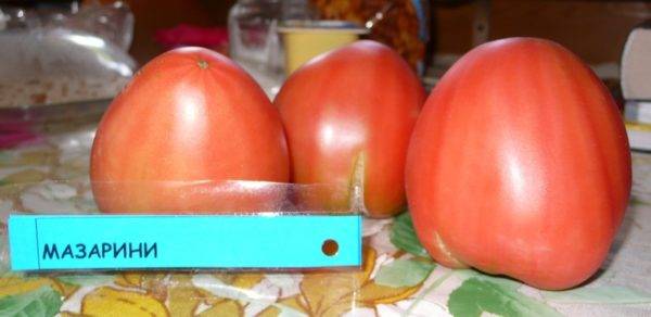 Малиновые томаты Мазарини: характеристика и описание сорта