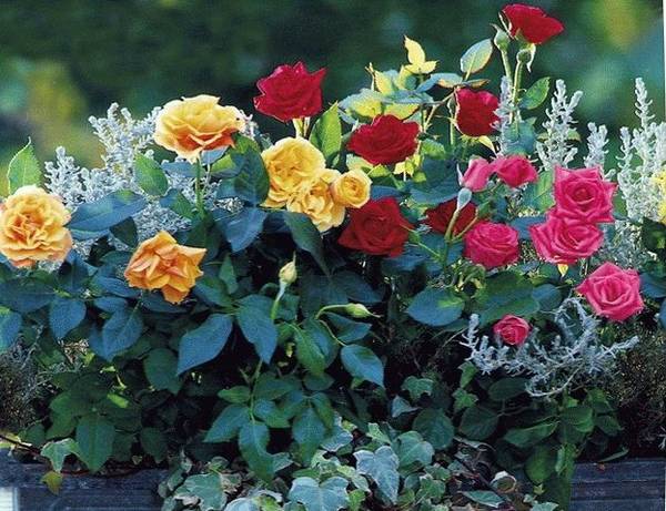 Миниатюрные розы — маленькое сокровище