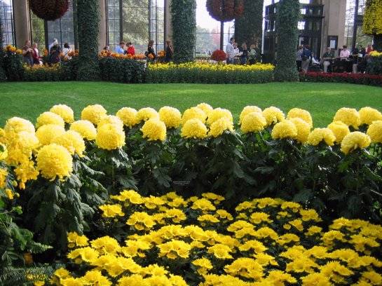 Многолетние сорта садовых хризантем с фотографиями