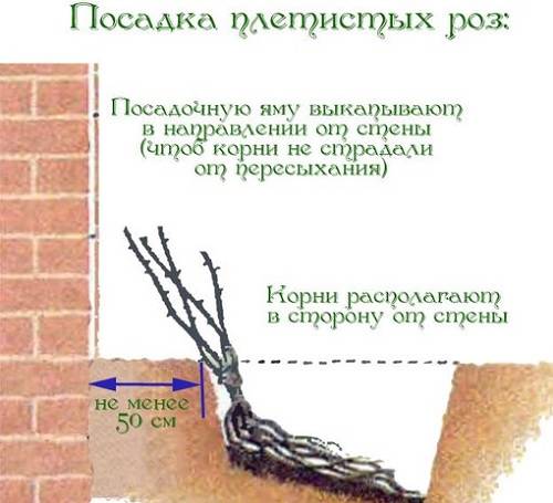 Несколько слов о посадке и уходе за вьющимися розами