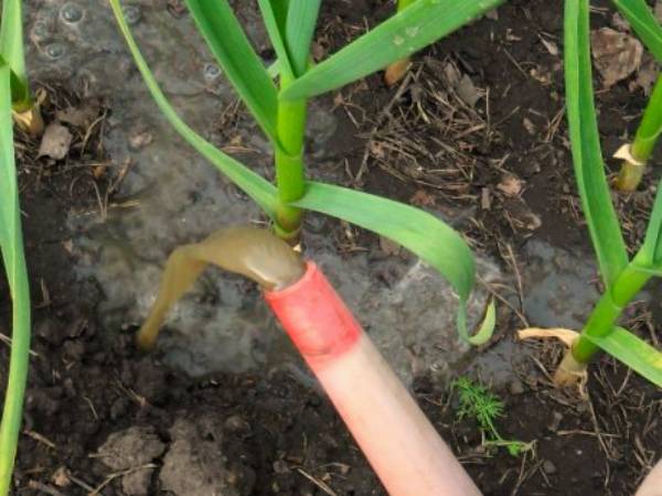 Особенности выращивания ярового чеснока