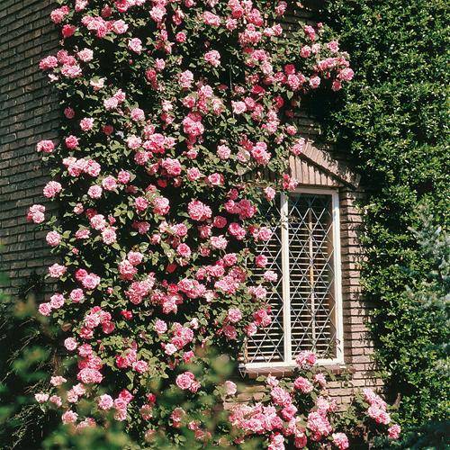 Плетистые розы: посадка и уход