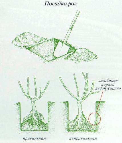 Плетистые розы: посадка и уход
