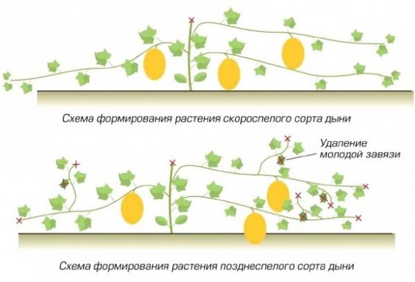 Подробная технология выращивания дыни