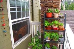 Полезные советы, как организовать огород на балконе