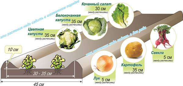 Посадка капусты по Митлайдеру