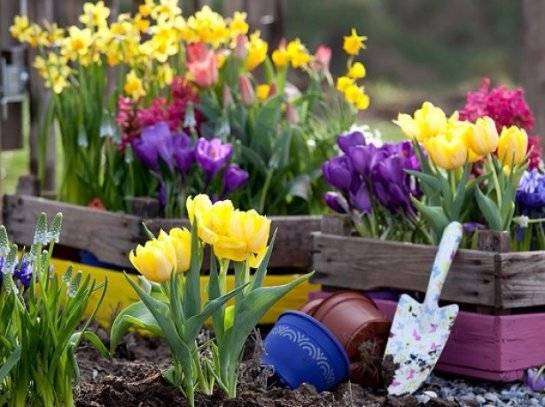 Посадка тюльпанов весной в грунт — как посадить цветы, чтобы они цвели?