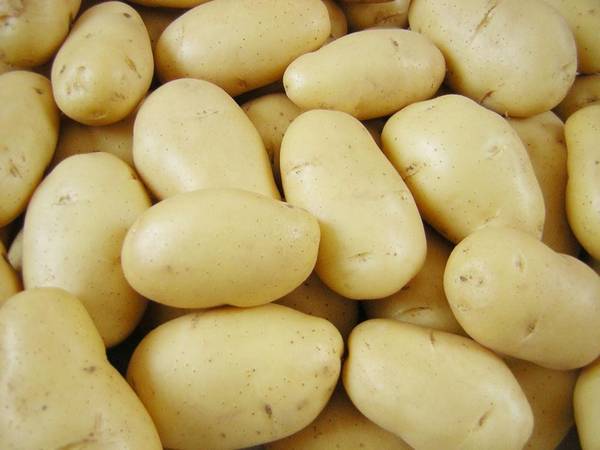 Преимущества популярного сорта картофеля Тулеевский — Портал прогорода-курорты