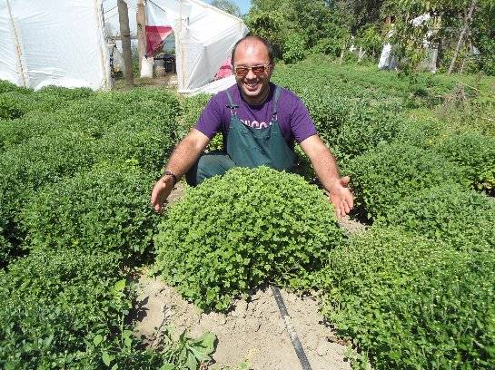 Прекрасные хризантемы «Мультифлора»: выращивание по всем правилам