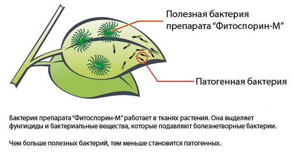 Препарат Фитоспорин: особенности применения для обработки томатов