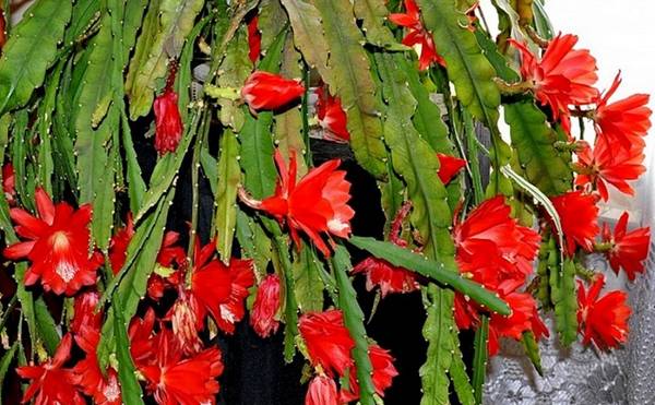 Разновидности кактусов с фото и названиями - знакомьтесь