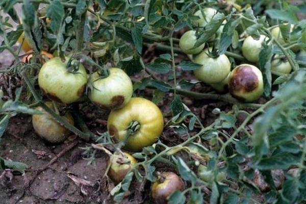 Рекомендации выращивания помидоров в теплице: посадка и уход