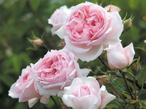 Роза Английская Леди оф Шалот: описание сорта