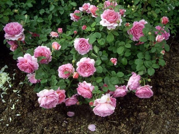 Роза кустарниковая «Принцесса Александра оф Кент»