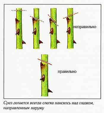 Руководство по выращиванию роз в саду