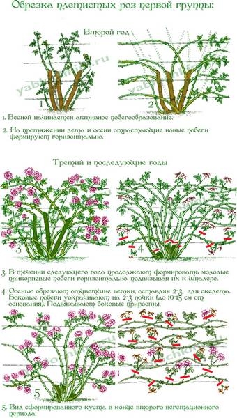 Руководство по выращиванию роз в саду