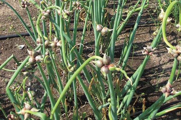 Секреты выращивания многоярусного лука: советы специалистов