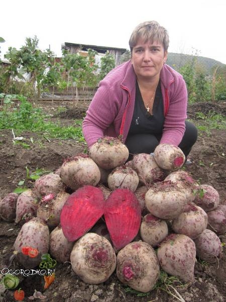 Сорта свеклы  узнайте, какие самые лучшие, без светлых колец, урожайные, ранние и поздние