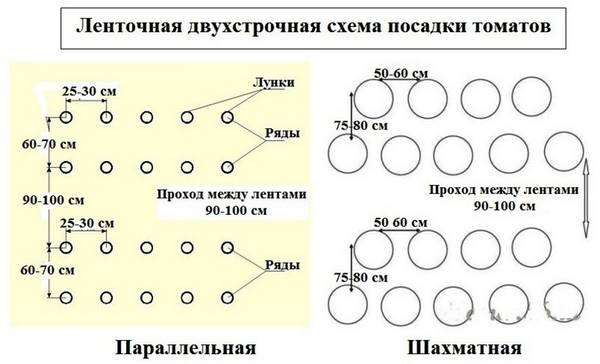 Сорта томатов и схема их посадки