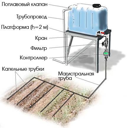 Советы по выращиванию белокочанной капусты