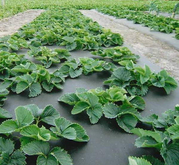Технология посадки и выращивания клубники