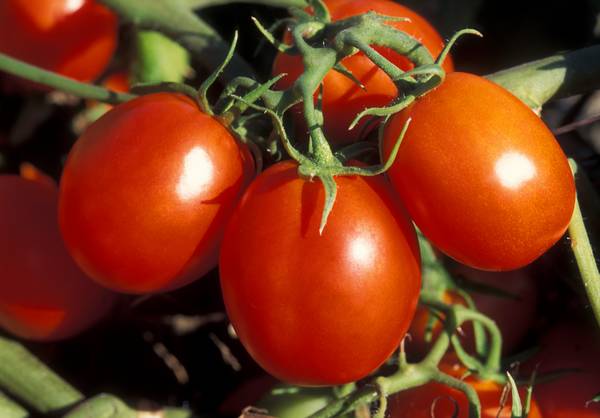 Томат Красным красно: достоинства сорта и правила выращивания