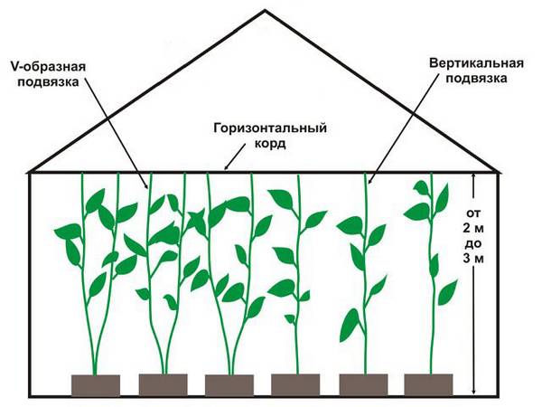 Выращивание болгарского перца